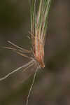 Ware's hairsedge